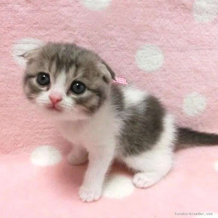 ID:2209-00379の子猫