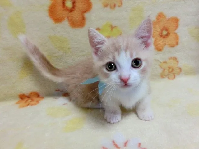 ID:1403-00364の子猫