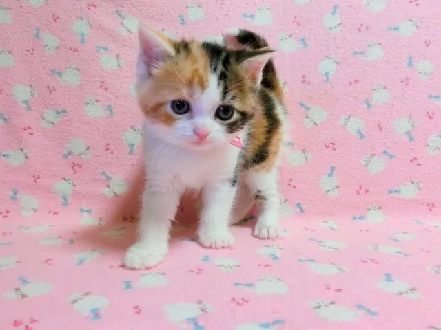 隊員 様のお迎えした子猫