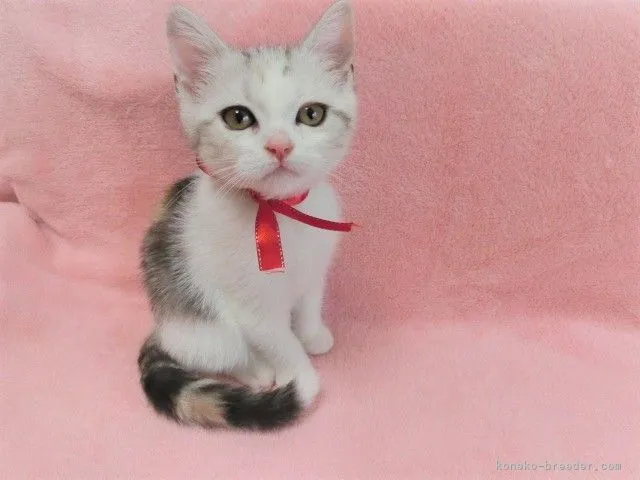 ID：2105-01493の子猫