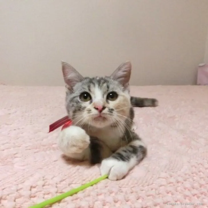 ID：2304-02322の子猫