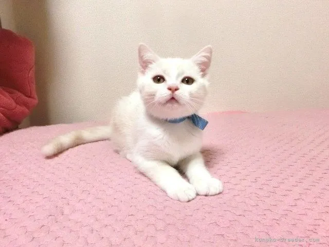 ID：2203-01390の子猫