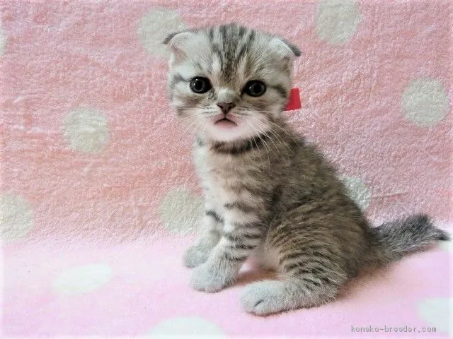 ID：2003-01098の子猫