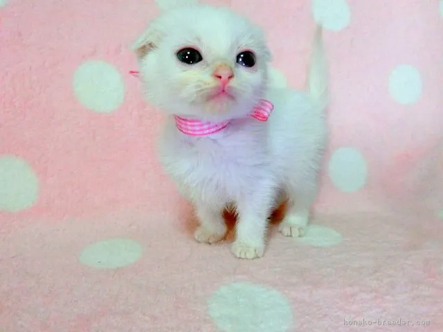 ID:1711-00753の子猫
