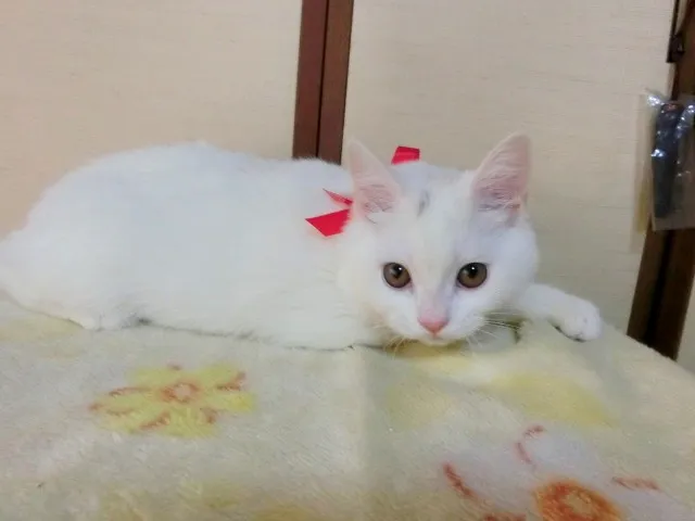 ID:1311-00107の子猫