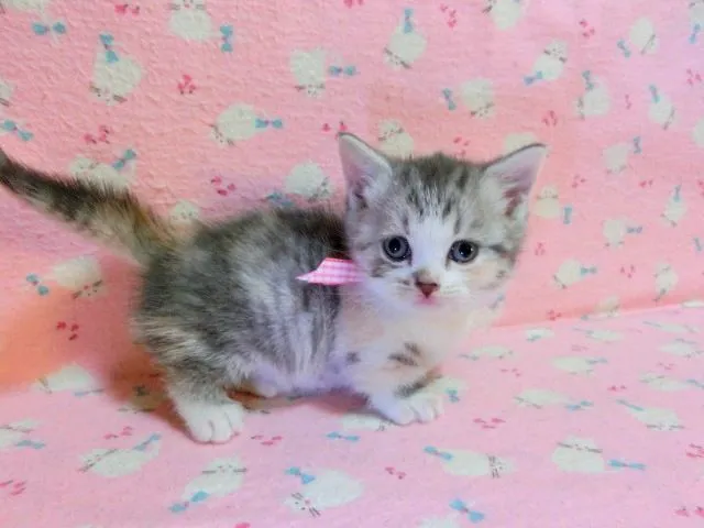 ID：1412-00239の子猫