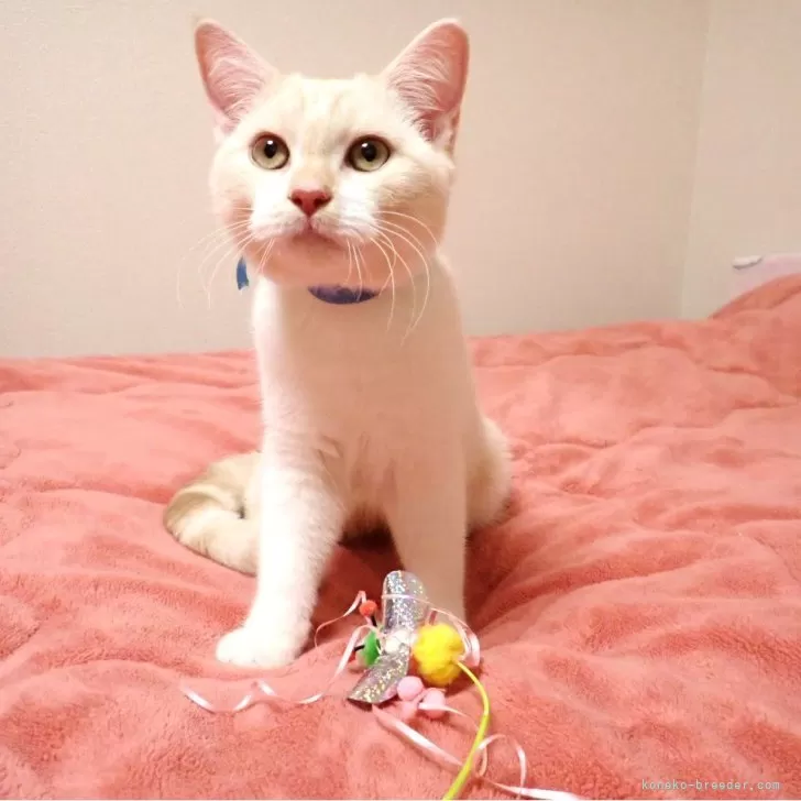 ID:2309-01854の子猫