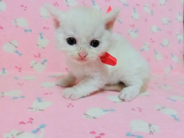 ジジのママ 様のお迎えした子猫