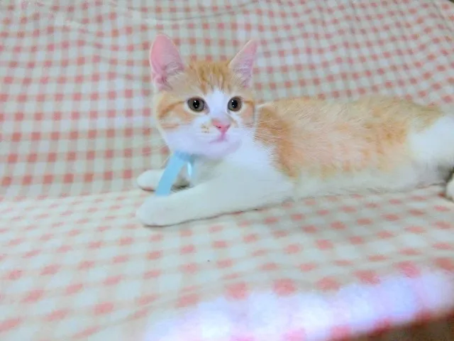 ID：1305-00218の子猫