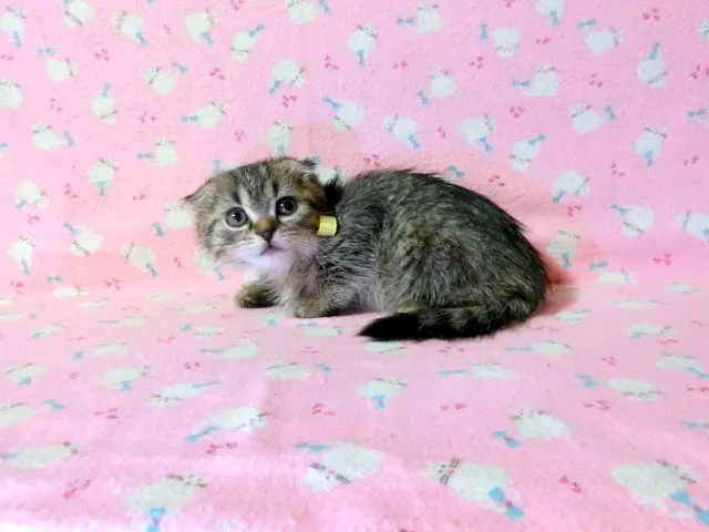 ID：1312-00120の子猫