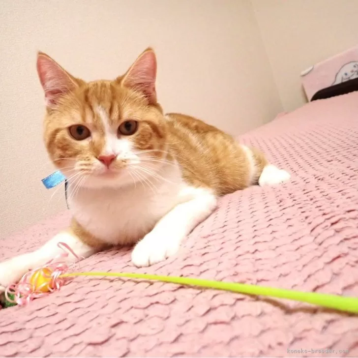 ID:2310-02647の子猫