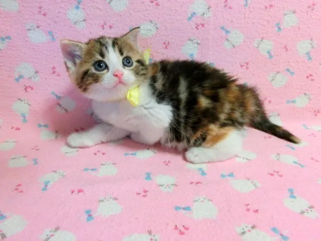 ID：1305-00150の子猫