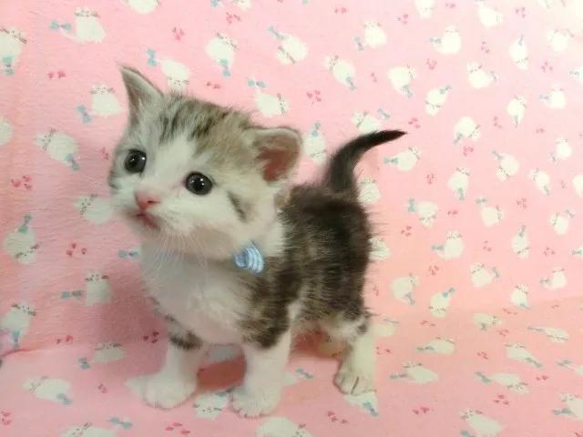 ID:1403-00110の子猫