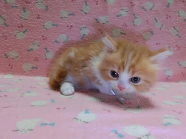 ID：1409-00024の子猫