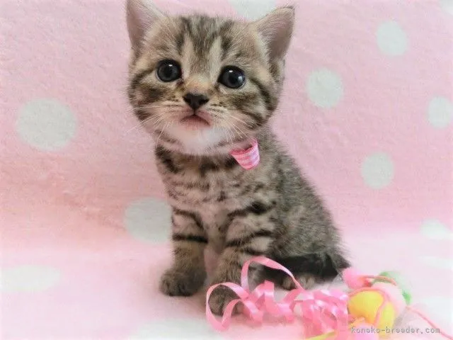 ID:2109-01505の子猫