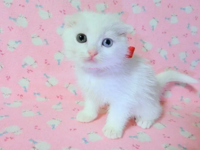 ID：1312-00119の子猫