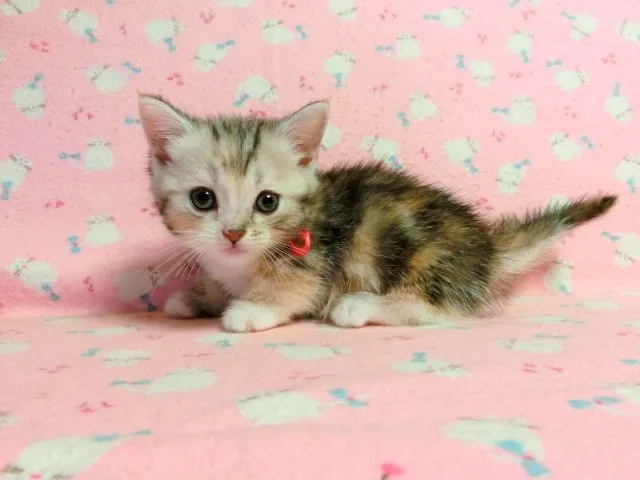 ID：1307-00044の子猫