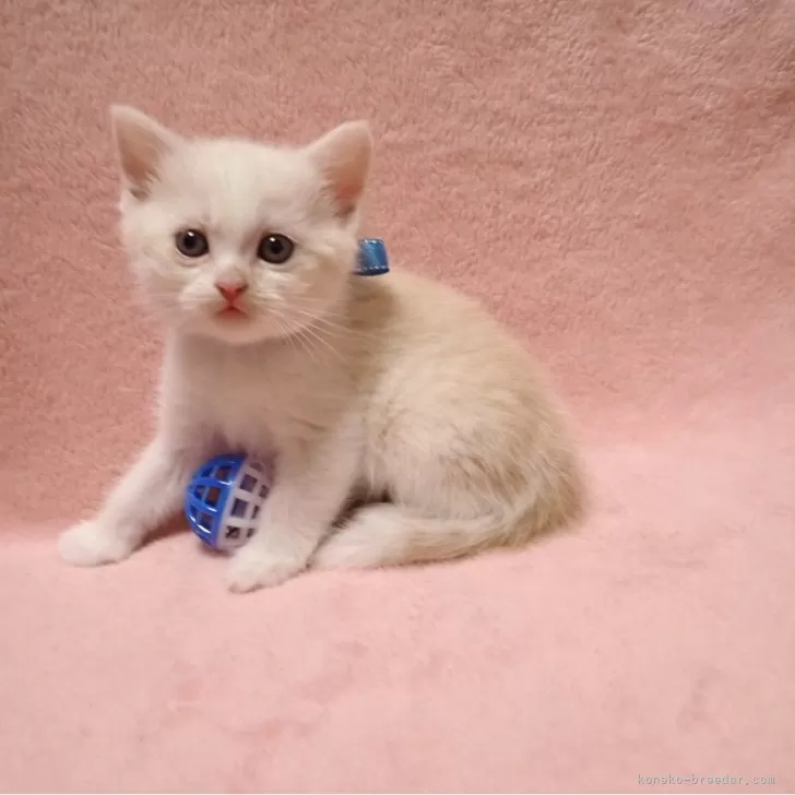 ID:2404-00309の子猫