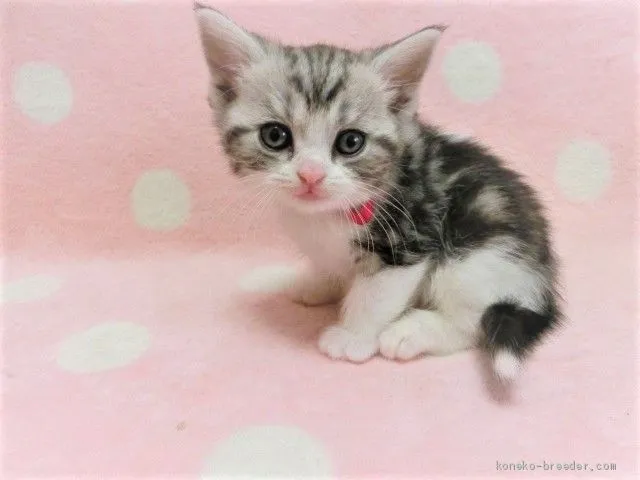ID：2004-02140の子猫