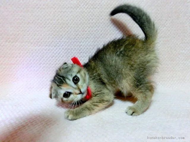 ID：1711-00750の子猫