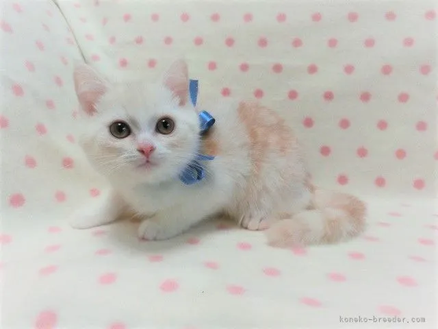 ID：2110-01093の子猫
