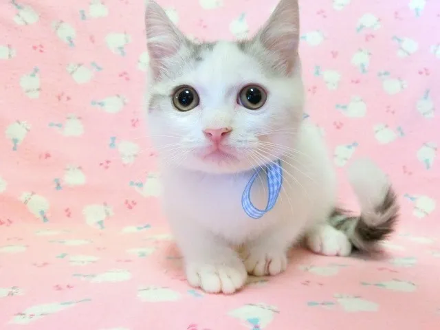 さだ坊 様のお迎えした子猫