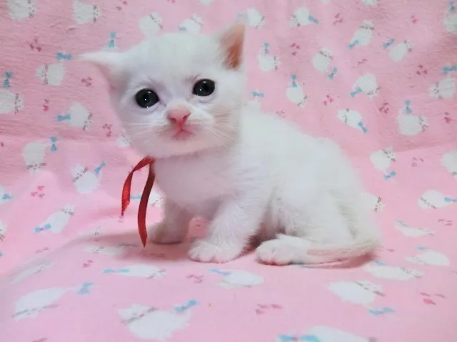 ID:1204-00013の子猫