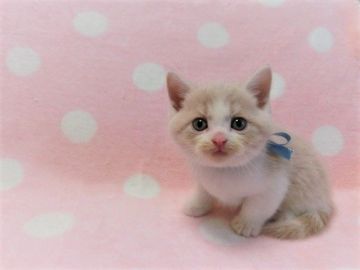 マンチカン(長足)【広島県・男の子・2021年9月9日・クリーム&ホワイト（ショート）】の写真「クリーム＆ホワイトの男の子です☆」