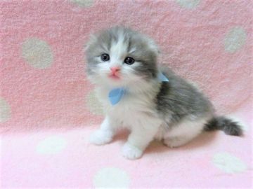 スコティッシュフォールド(折れ耳)【広島県・男の子・2020年2月21日・ブルー&ホワイト（セミロング）】の写真「可愛らしいお顔の男の子です」