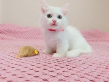 マンチカン(短足)【広島県・女の子・2019年4月14日・ホワイト（セミロング）】の写真「とっても可愛らしいコです。」