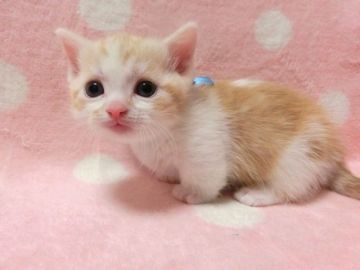 マンチカン(短足)【広島県・男の子・2022年2月14日・レッドタビー&ホワイト（ショート）】の写真「とっても可愛らしい男の子です☆」