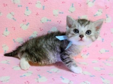 マンチカン【広島県・男の子・2014年11月18日・シルバータビー&ホワイト（ショート）】の写真「毛が少しカールしているコです☆」