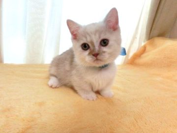 マンチカン(短足)【広島県・男の子・2022年1月23日・レッドタビー&ホワイト（ショート）】の写真「やさしい毛色の男の子です☆」