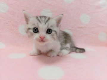 マンチカン(短足)【広島県・男の子・2020年7月28日・シルバータビー&ホワイト（ショート）】の写真「可愛らしいお顔の短足くん♡」