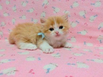 マンチカン【広島県・男の子・2014年2月13日・レッドタビー&ホワイト（ロング）】の写真「長足ロングの男の子です♪」