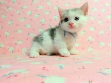 マンチカン【広島県・男の子・2013年5月26日・ブルータビー&ホワイト（ショート）】の写真「"可愛らしいお顔の短足の男の子です♪"」