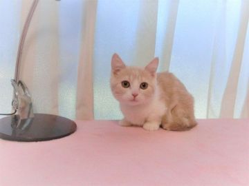 マンチカン(短足)【広島県・男の子・2021年9月9日・クリーム&ホワイト（ショート）】の写真「可愛らしい男の子です☆」