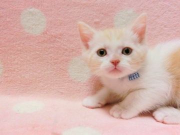 マンチカン(長足)【広島県・男の子・2019年10月20日・レッドタビー&ホワイト（ショート）】の写真「きれいな毛色の男の子です」