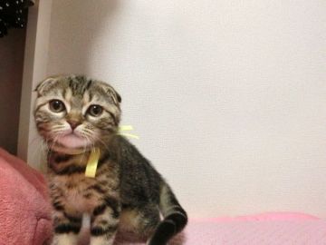 スコティッシュフォールド(折れ耳)【広島県・男の子・2022年1月28日・ブラウンタビー（ショート）】の写真「可愛らしい男の子です☆」