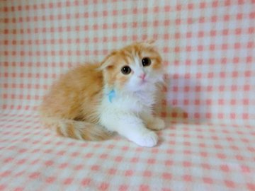 スコティッシュフォールド【広島県・男の子・2013年9月16日・レッドタビー&ホワイト（ロング）】の写真「」