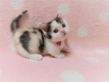 マンチカン(短足)【広島県・女の子・2020年12月29日・キャリコ（ショート）】の写真「可愛らしい毛色のキャリコちゃんです♡」