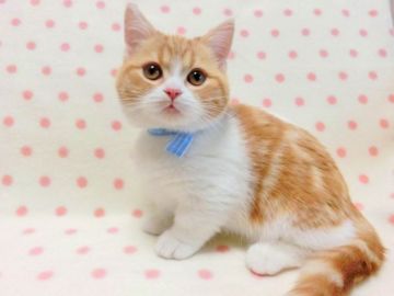 マンチカン(短足)【広島県・男の子・2019年10月20日・レッドタビー&ホワイト（ショート）】の写真「毛色のきれいな男の子です」