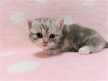 マンチカン(短足)【広島県・女の子・2020年11月21日・ダイリュートキャリコ（ショート）】の写真「可愛らしいダイリュートキャリコちゃんです♡」