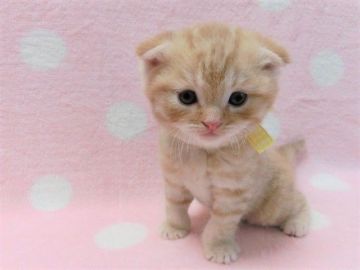 スコティッシュフォールド(折れ耳)【広島県・男の子・2021年4月13日・レッドタビー（ショート）】の写真「人懐きのよい男の子です♡」