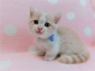 マンチカン(短足)【広島県・男の子・2021年9月6日・クリームタビー&ホワイト（ショート）】の写真「超短足で優しい毛色の男の子です」