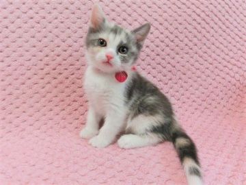 マンチカン(長足)【広島県・女の子・2020年12月11日・ダイリュートキャリコ（ショート）】の写真「ダイリュートキャリコの女の子です」