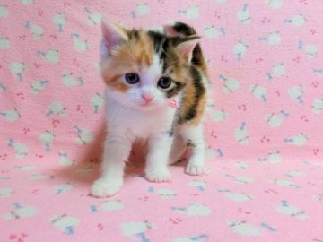 マンチカン【広島県・女の子・2013年4月4日・キャリコ（ショート）】の写真「」