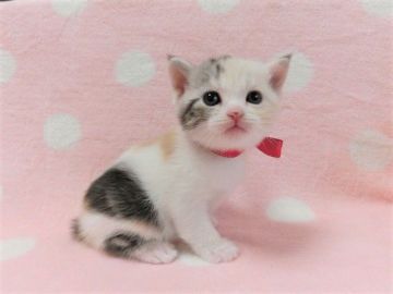 マンチカン(長足)【広島県・女の子・2020年11月21日・キャリコ（ショート）】の写真「と～っても可愛らしいキャリコちゃん♡」