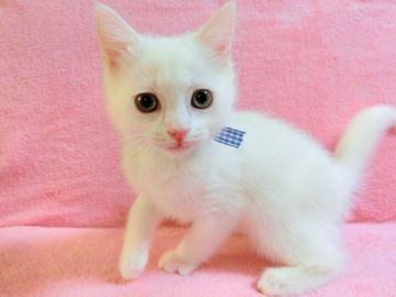 マンチカン(長足)【広島県・男の子・2018年9月25日・ホワイト（ショート）】の写真「全身まっ白な男の子です♪」