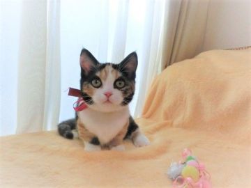 マンチカン(短足)【広島県・女の子・2021年9月9日・キャリコ（ショート）】の写真「お顔が個性的な女の子です♡」